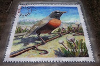 Mural: American Robin - Chalk