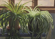 Spider Plants with Sunlight - Oil